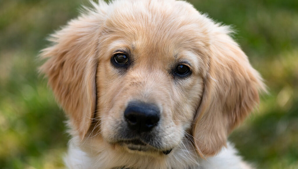 ChatGPT revela las 5 razas de perros más nobles
