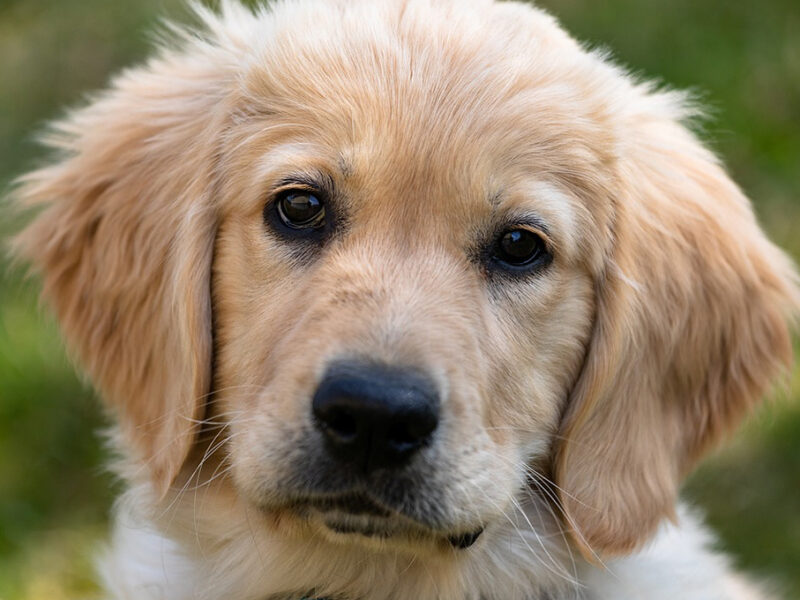 ChatGPT revela las 5 razas de perros más nobles