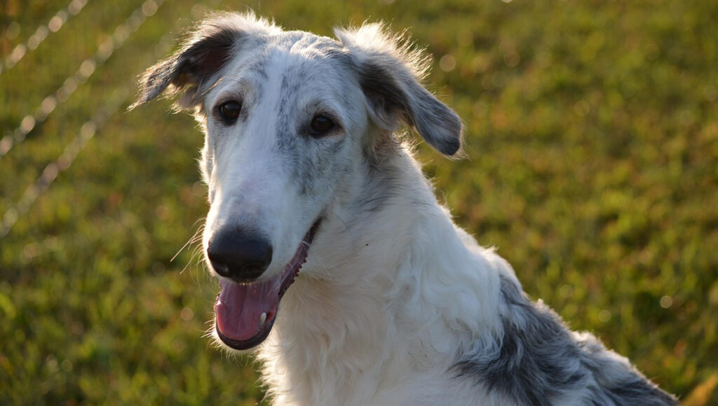5 razas de los perros menos inteligentes de acuerdo con chatgpt