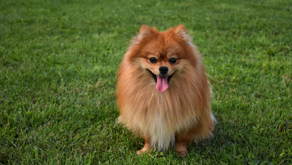 Estos son los perros más peludos y chicos de acuerdo con ChatGPT