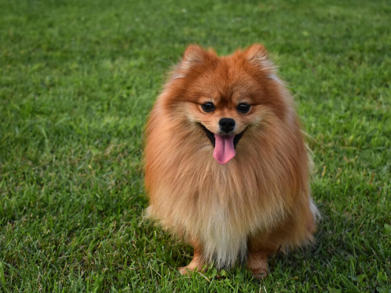 Estos son los perros más peludos y chicos de acuerdo con ChatGPT
