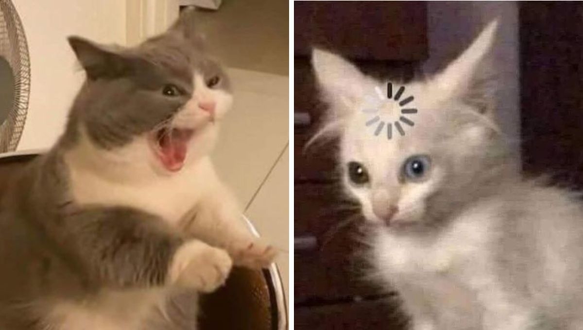 5 MEMES De Gatitos Chistosos Para Soportar Este Dominguito De Baj n 