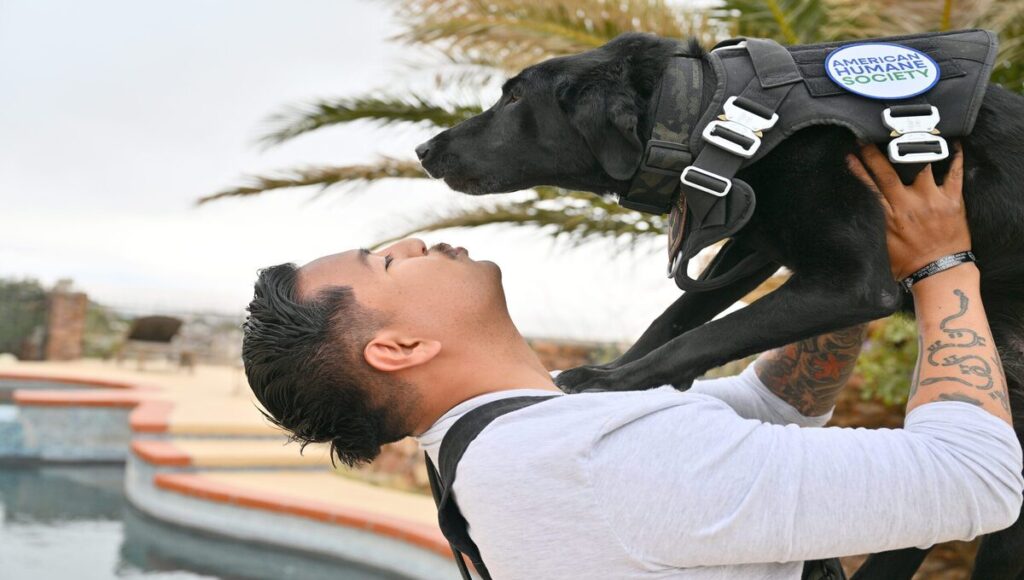 perra militar labrador