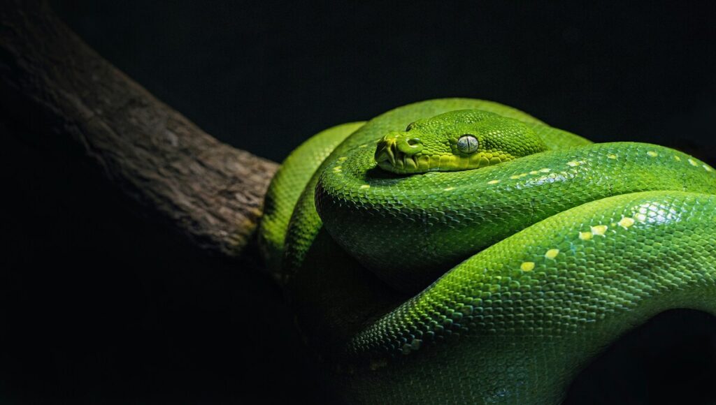 animales que no debes tener en casa