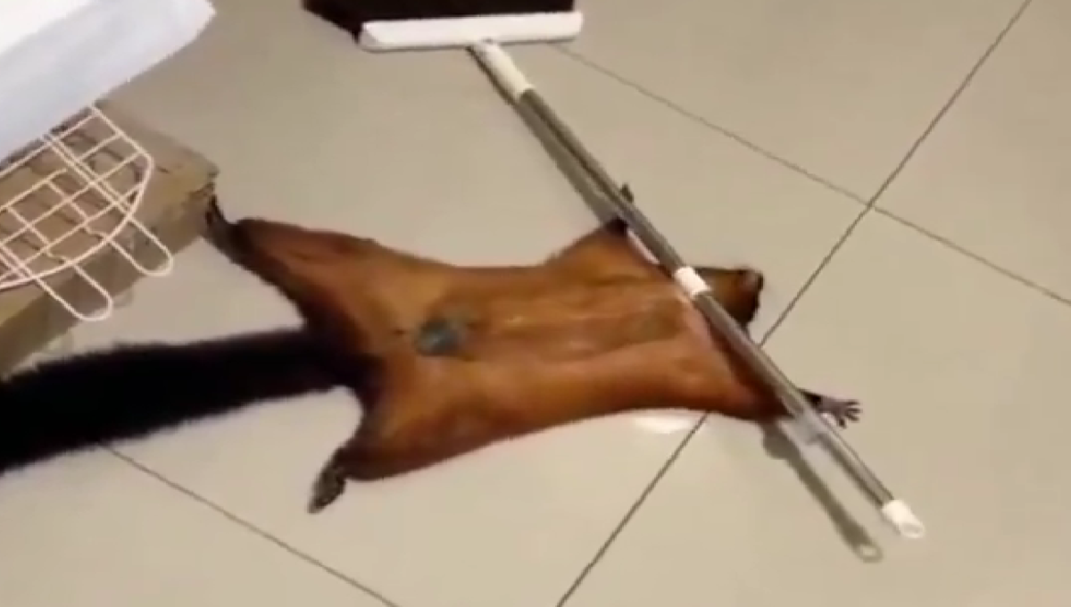 ardilla se hace la víctima