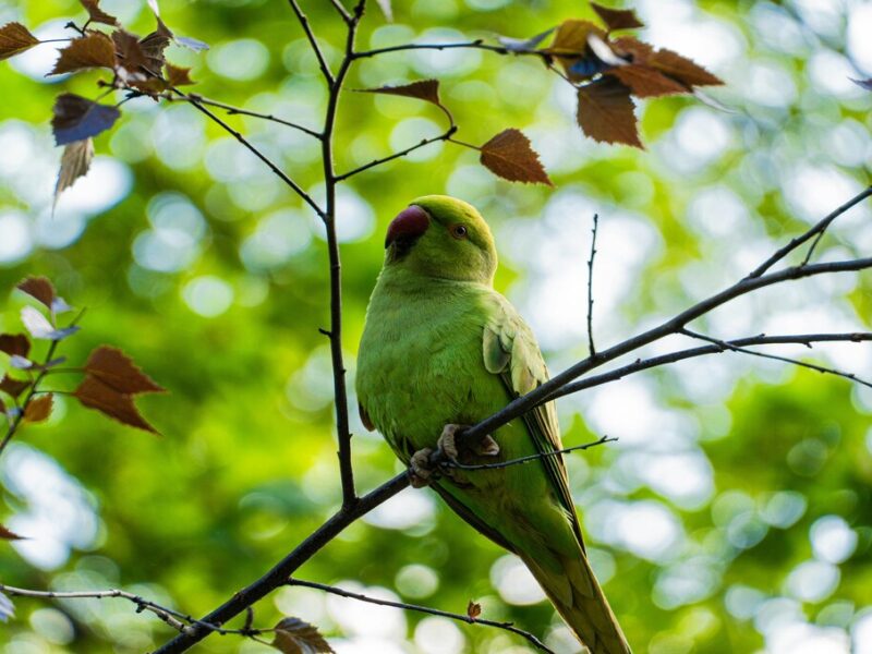 aves como mascotas para niños