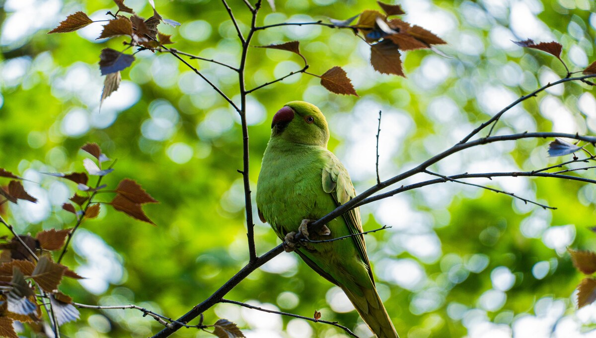 aves como mascotas para niños