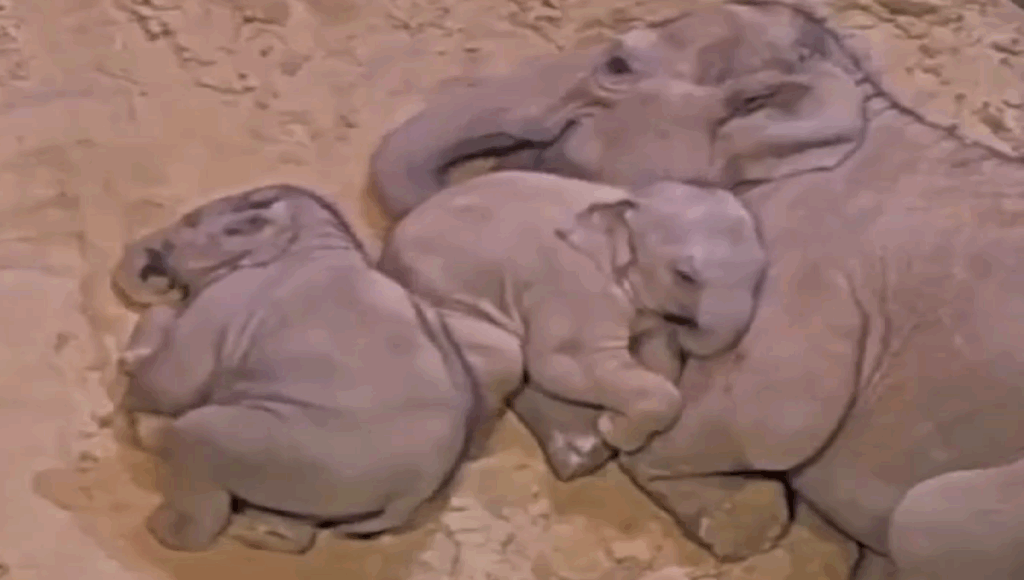 Bebé elefante se recuesta