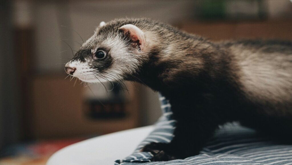 hurón como mascota