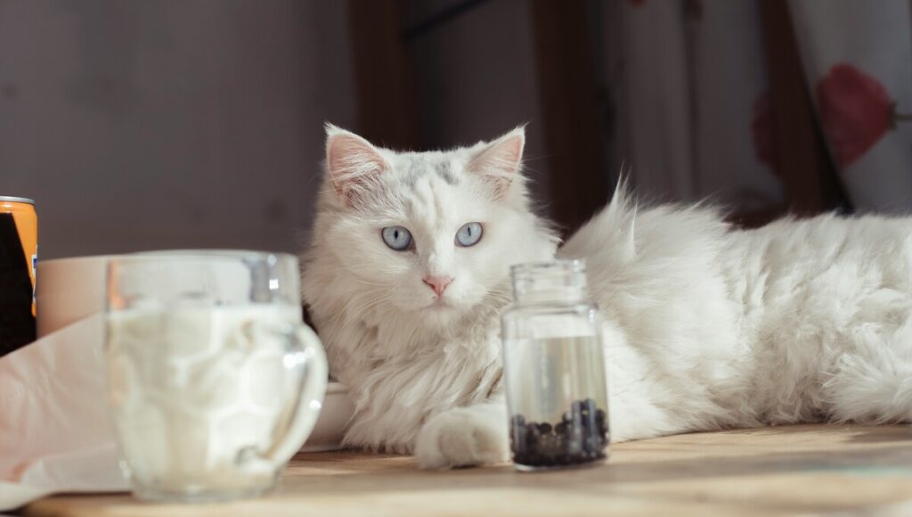 dar leche a los gatos