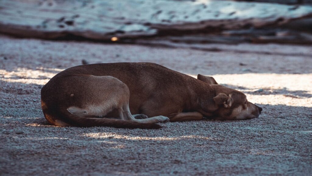 calor extremo a las mascotas