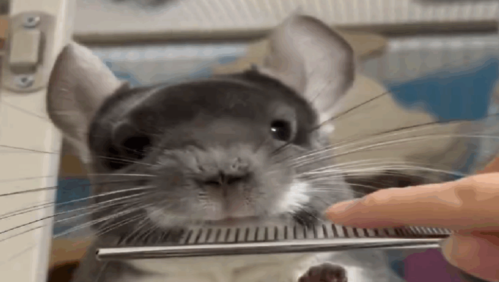 cepilla a chinchilla