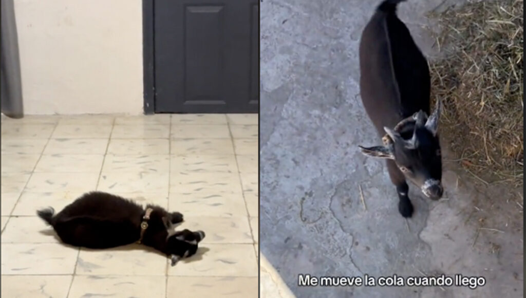 chivo y gatos son virales en video