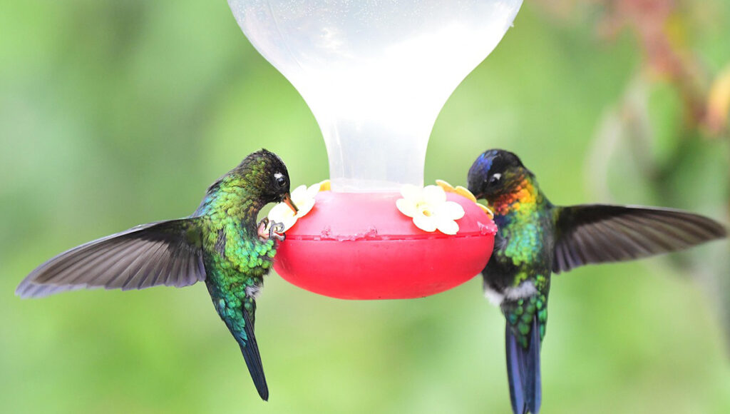 ¿Cómo hacer el líquido para los colibríes?