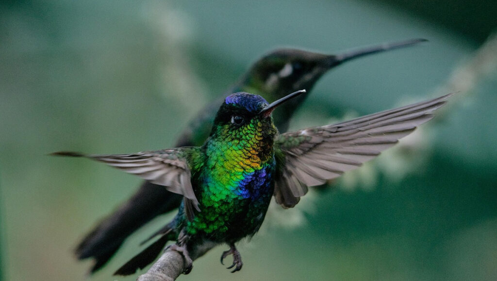 Estos son los colores más extraños de los colibríes