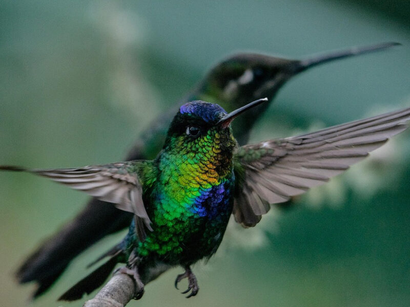 Estos son los colores más extraños de los colibríes