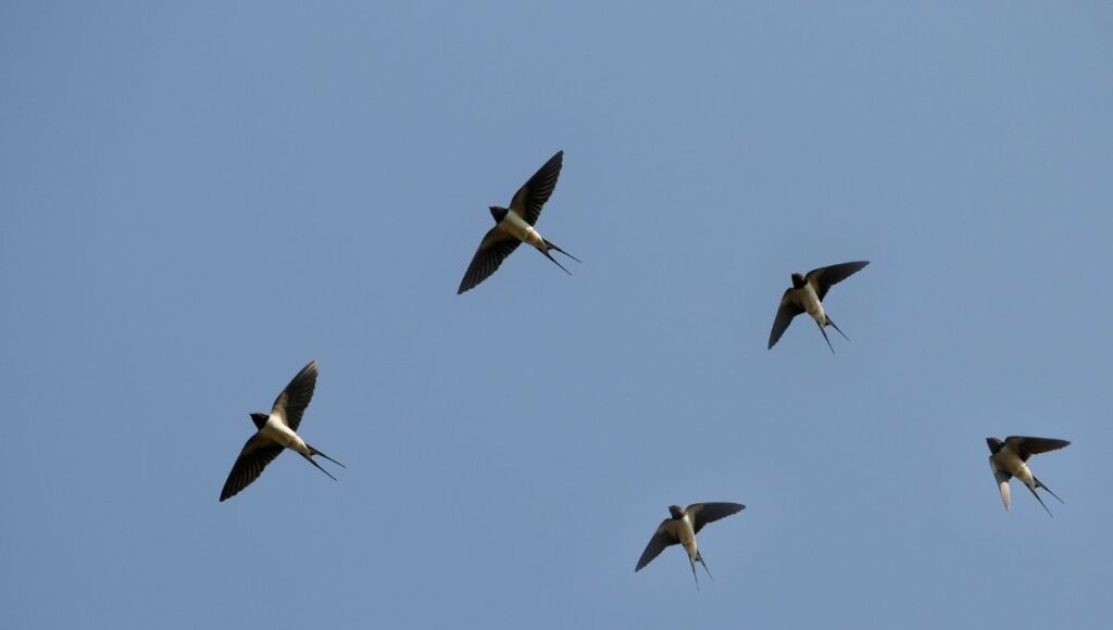 Formas de atraer golondrinas a casa