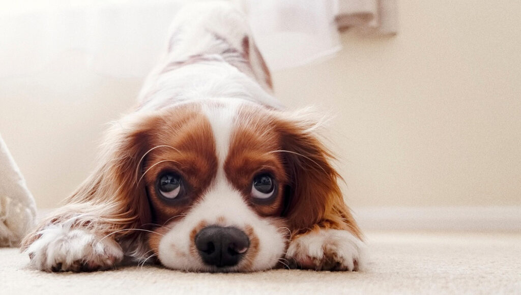 Cómo eliminar los olores de las mascotas de manera natural recreación