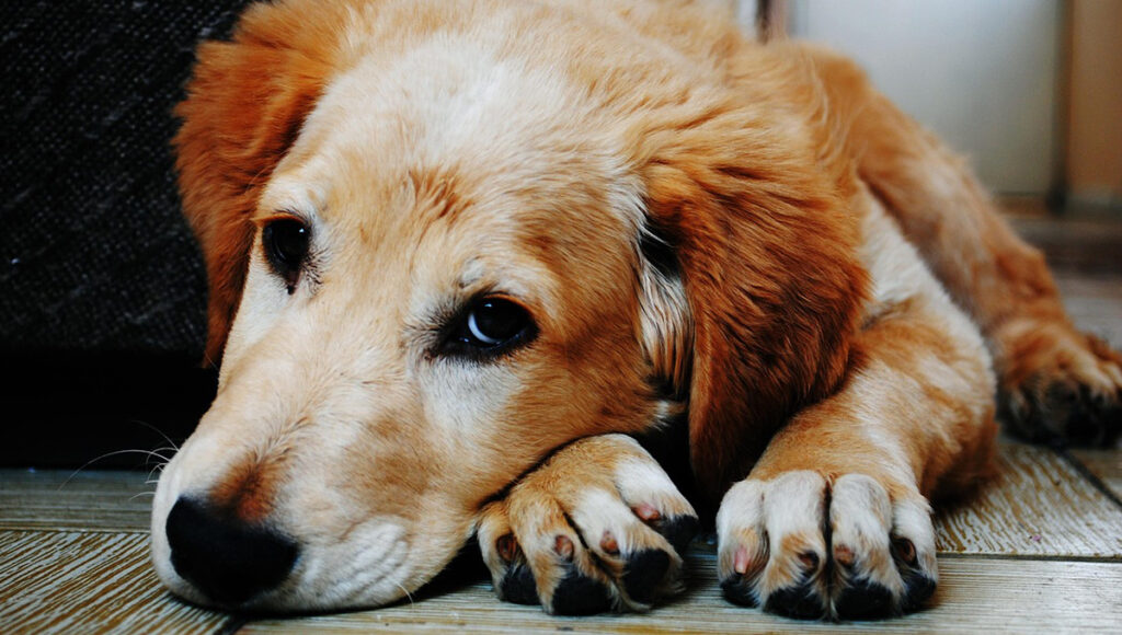 como identificar el moquillo en los perros
