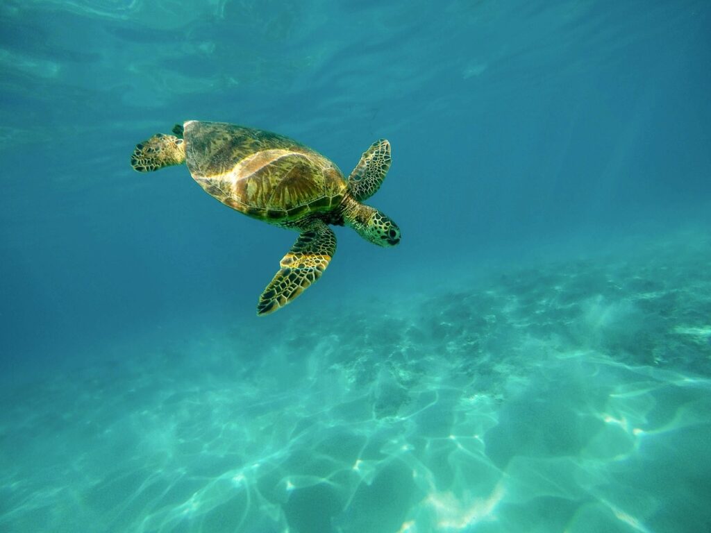 como recuperan a las tortugas del mar rescatar