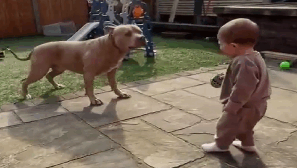 amistad entre bebés y perros
