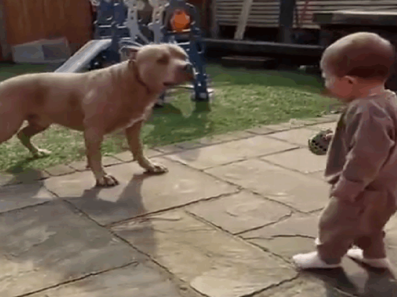 amistad entre bebés y perros
