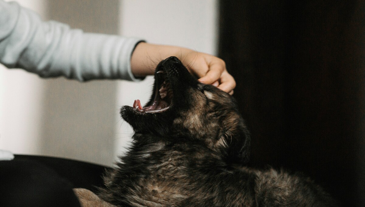 de cuanto es la multa si tu perro muerde a una persona