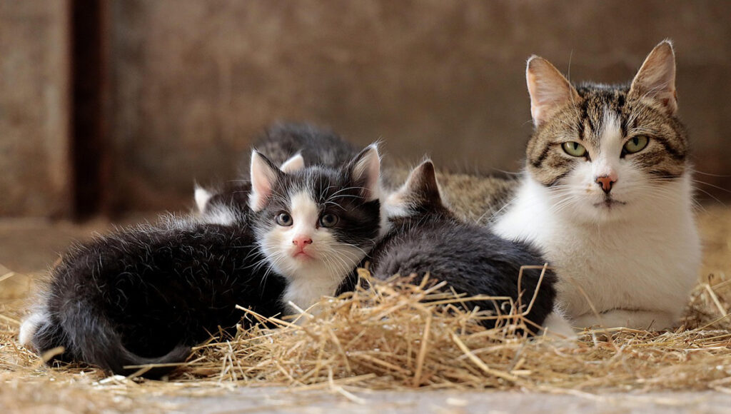Cuál es el significado de tener un gato espiritual