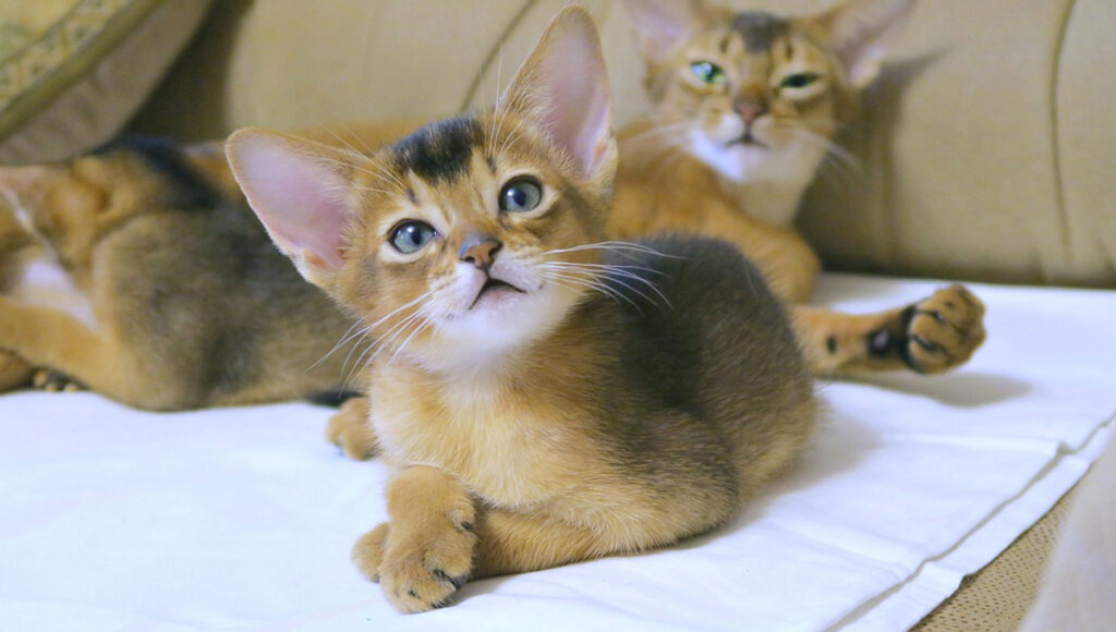 ¿Qué le causa un paro respiratorio a un gato?