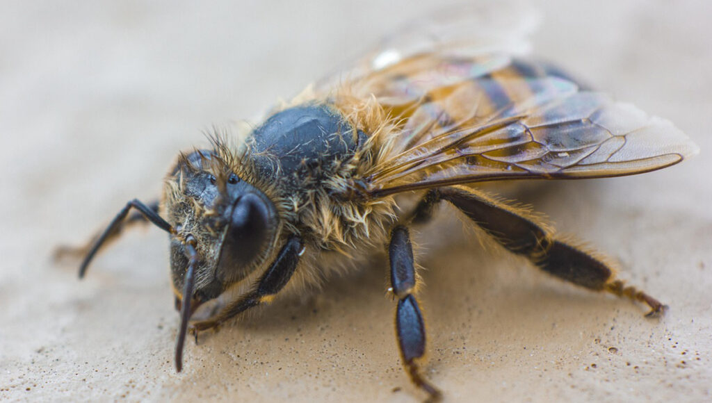 día internacional de las abejas 20 de mayo
