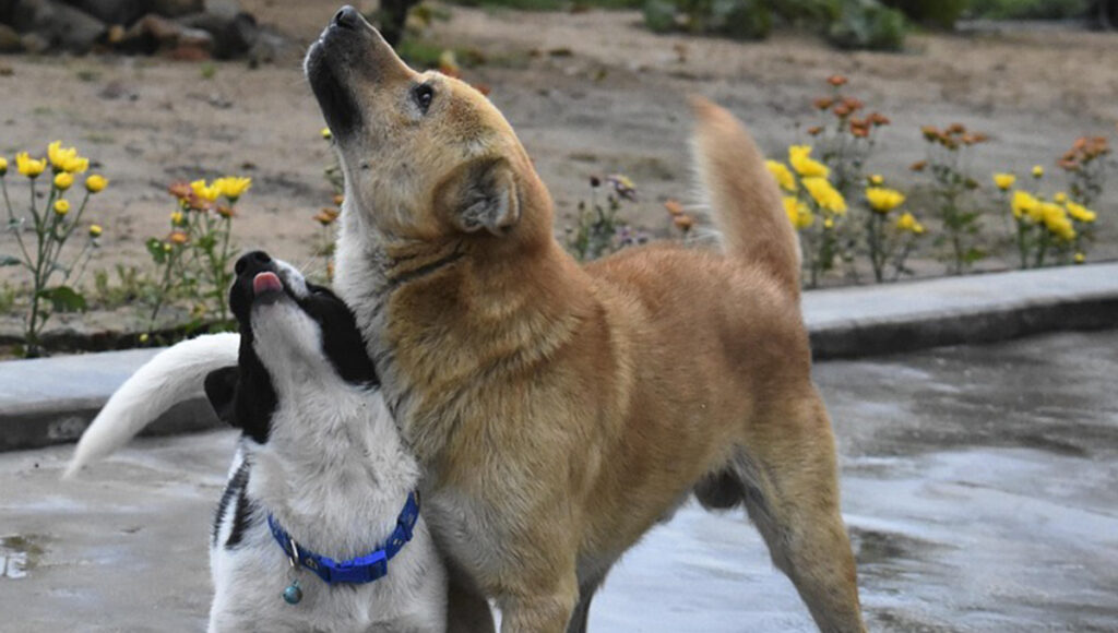 día internacional del perro sin raza