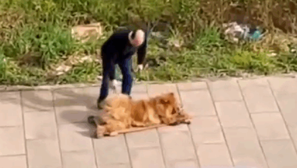 trineo a su perro viejito