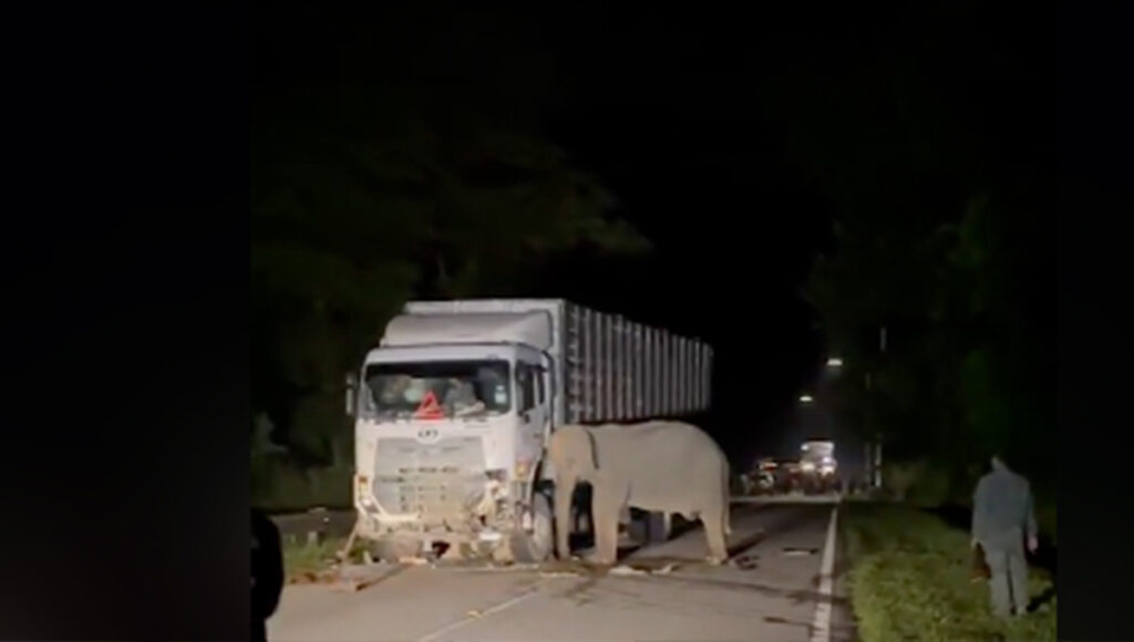 elefante madre empuja a camión que atropello a su cria