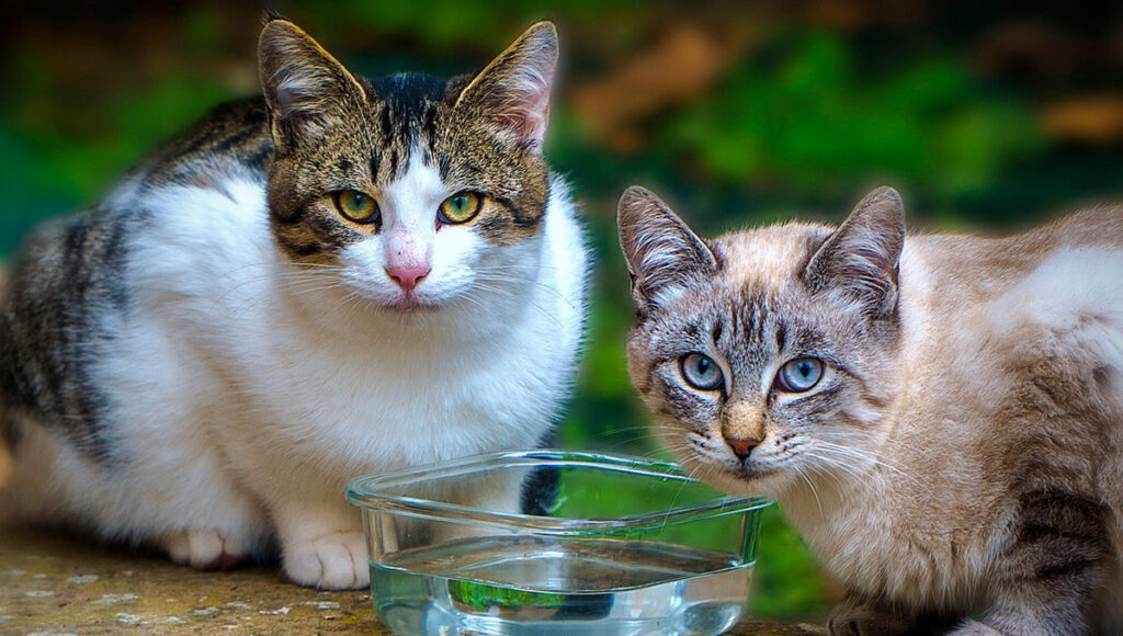 gatos multas en cdmx si se escapa y causa daños castigos