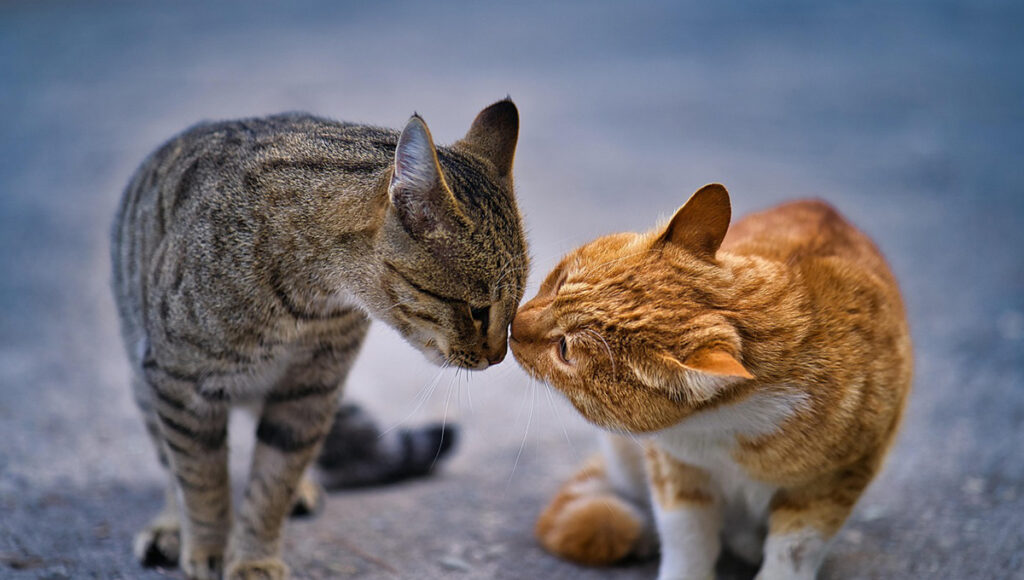 gatos problemas respiratorios nariz tapada salud