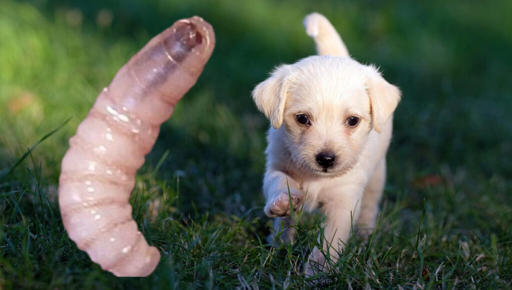 Gusano barrenador como afecta a las mascotas