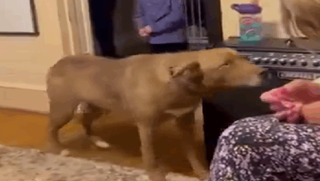 reencuentro de un perro con su dueña
