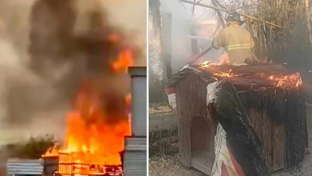 incendian el albergue colitas perros muertos