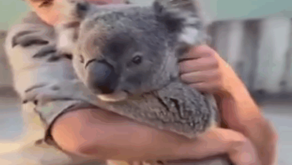 koala es amante de los abrazos