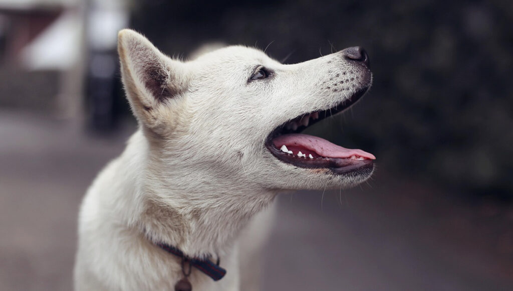 ¿Qué multa existe en la CDMX si mi perro muerde a otro?