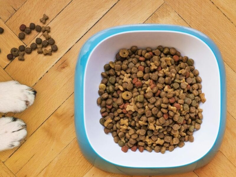 Croquetas baratas y buena calidad para perro