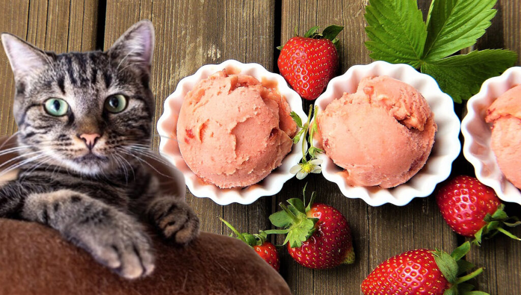 Los gatos pueden comer helado de fresa alimentacón
