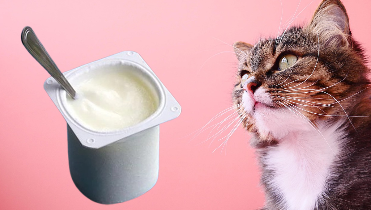 los gatos pueden comer yogur