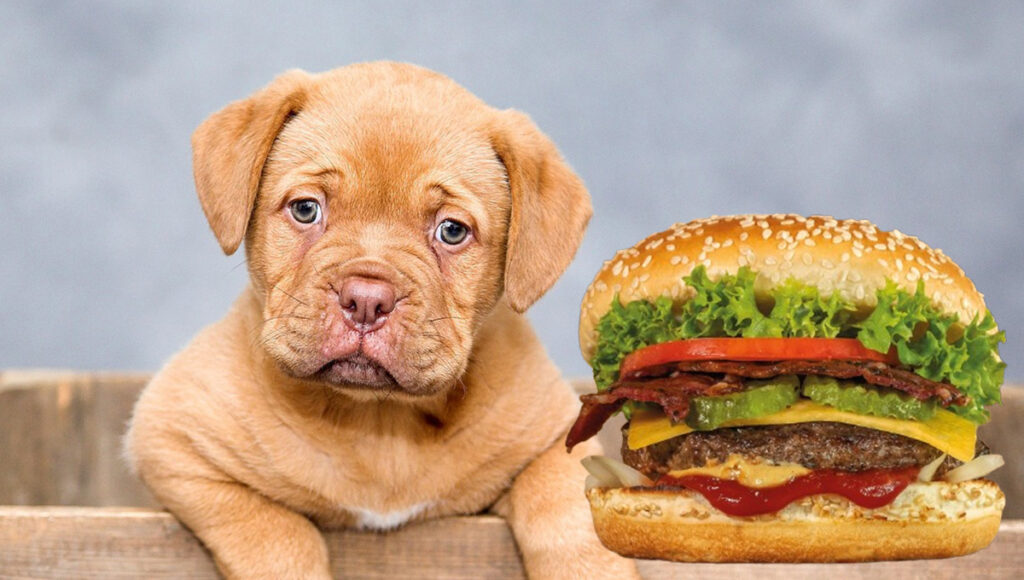 los perros pueden comer hamburguesas