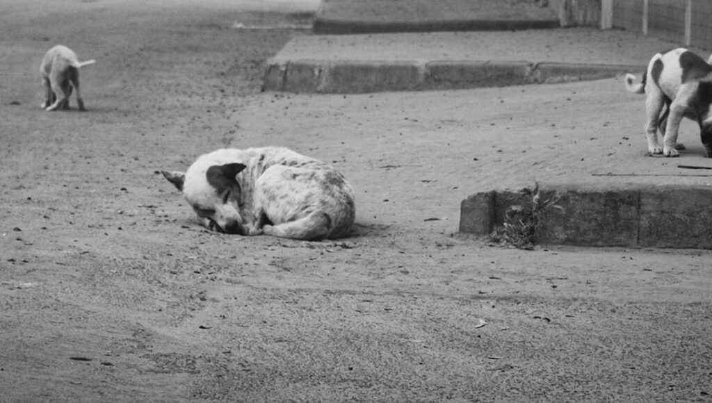 multas en el estado de mexico por dejar a un perro en una azotea