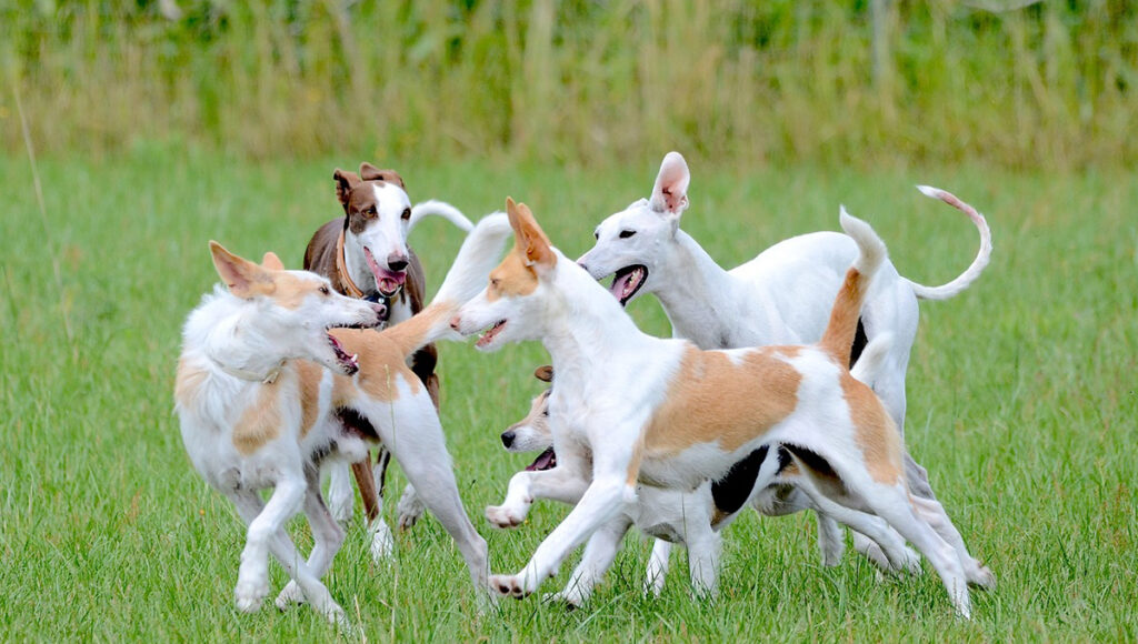 multas en guadalajara por no vacunar contra la rabia a tu perro