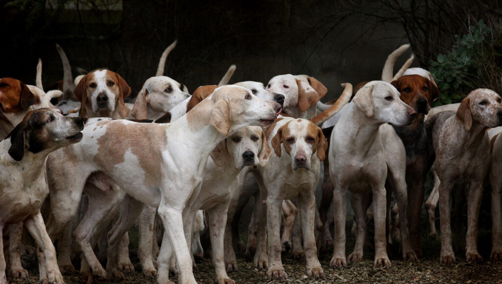 multas por maltrato animal en jalisco sanciones