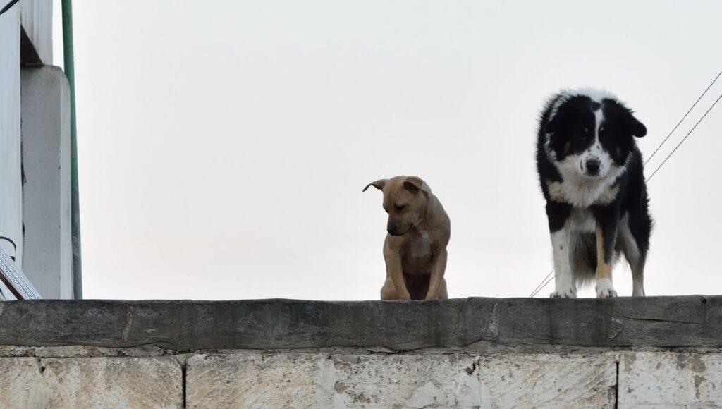 ¿De cuánto es la multa por tener perros en la azotea en Jalisco?