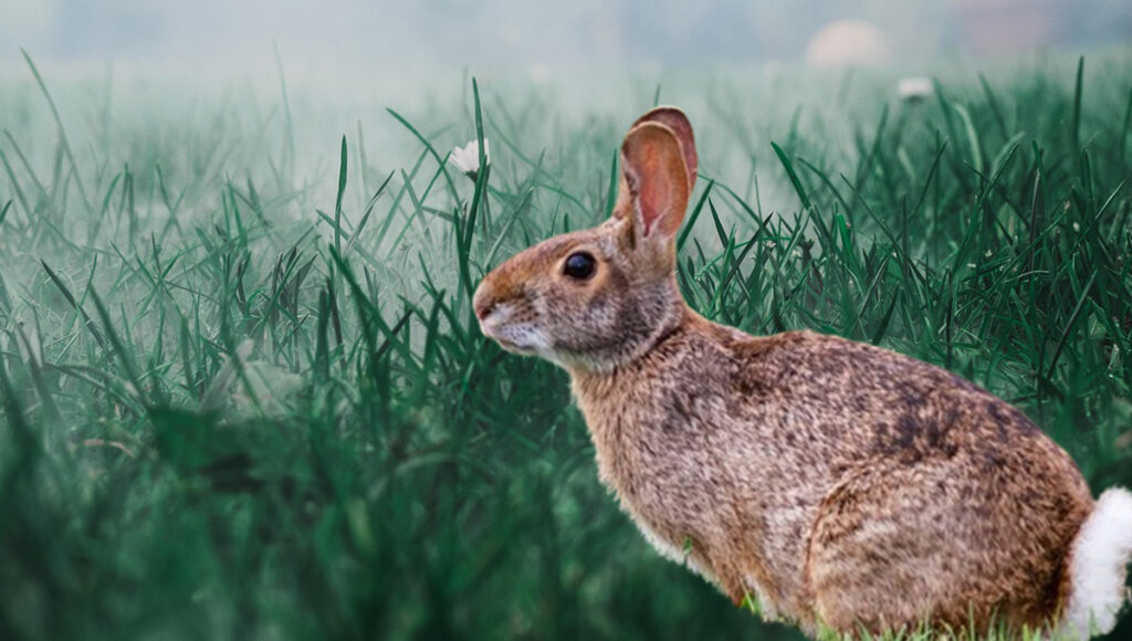 Omiltemi conejo visto que se creia extinto reaparece en México