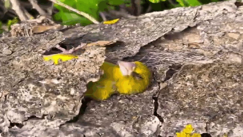 Pájaro es despertado por un humano